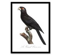 Artery8 Francois Levaillant Framed Wall Art Print The Greater Vasa Parrot in White | Size: A3 Artery8 White A3