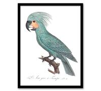 Artery8 Francois Levaillant Framed Wall Art Print The Palm Cockatoo Parrot in White | Size: A3 Artery8 White A3