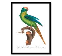 Artery8 Francois Levaillant Framed Wall Art Print The Peach Fronted Parakeet in White | Size: A3 Artery8 White A3