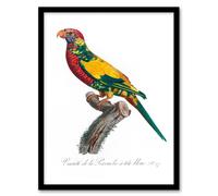 Artery8 Francois Levaillant Framed Wall Art Print The Rainbow Lorikeet Parrot - A3 Size