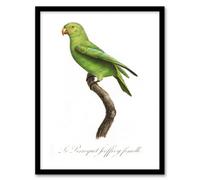Artery8 Francois Levaillant Framed Wall Art Print The Red Cheeked Parakeet - A4 Size