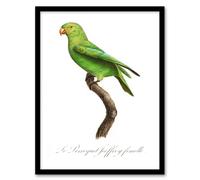 Artery8 Francois Levaillant Framed Wall Art Print The Red Cheeked Parakeet in White | Size: A3 Artery8 White A3
