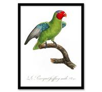 Artery8 Francois Levaillant Framed Wall Art Print The Red Cheeked Parrot - A4 Size