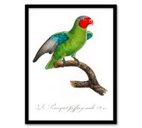 Artery8 Francois Levaillant Framed Wall Art Print The Red Cheeked Parrot in White | Size: A3 Artery8 White A3