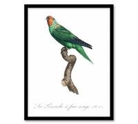 Artery8 Francois Levaillant Framed Wall Art Print The Red Faced Parrot - A3 Size