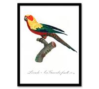 Artery8 Francois Levaillant Framed Wall Art Print The Sun Parakeet Parrot in White | Size: A3 Artery8 White A3