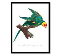 Artery8 Francois Levaillant Framed Wall Art Print The Yellow Crowned Parakeet in White | Size: A3 Artery8 White A3