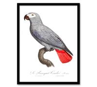 Artery8 Francois Levaillant Framed Wall Art Psittacus Erithacus Grey Parrot in White | Size: A3 Artery8 White A3