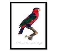 Artery8 Francois Levaillant Framed Wall Art The Black Capped Lory Parrot in White | Size: A4 Artery8 White A4