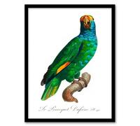 Artery8 Francois Levaillant Framed Wall Art The Blue Cheeked Amazon Parrot in White | Size: A4 Artery8 White A4