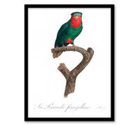 Artery8 Francois Levaillant Framed Wall Art The blue Crowned Lorikeet Parrot in White | Size: A3 Artery8 White A3