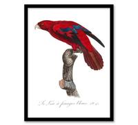 Artery8 Francois Levaillant Framed Wall Art The Blue Fringed Red Lori Parrot - A3 Size