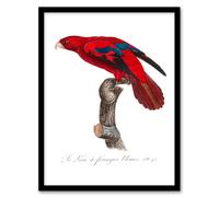 Artery8 Francois Levaillant Framed Wall Art The Blue Fringed Red Lori Parrot in White | Size: A4 Artery8 White A4