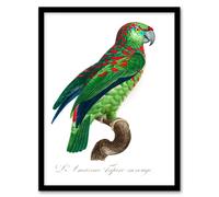 Artery8 Francois Levaillant Framed Wall Art The Blue Fronted Amazon Parrot in White | Size: A3 Artery8 White A3