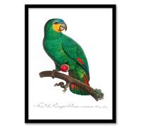 Artery8 Francois Levaillant Framed Wall Art The Orange Winged Amazon Parrot in White | Size: A4 Artery8 White A4