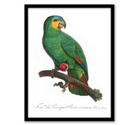 Artery8 Francois Levaillant Framed Wall Art The Orange Winged Parrot - A3 Size