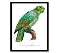 Artery8 Francois Levaillant Framed Wall Art The Southern Mealy Amazon Parrot in White | Size: A4 Artery8 White A4