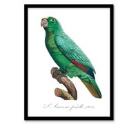 Artery8 Francois Levaillant Framed Wall Art Yellow Crowned Amazon Parrot in White | Size: A4 Artery8 White A4