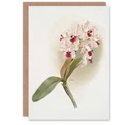 Artery8 Frederick Sander Cattleya Amethystoglossa Orchid Blank Art Greeting Card