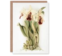 Artery8 Frederick Sander Cattleya Aurea Orchid Flowers Blank Art Greeting Card