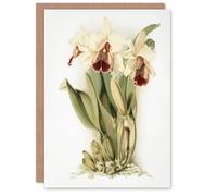 Artery8 Frederick Sander Cattleya Aurea Orchid Flowers Blank Art Greeting Card