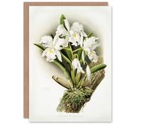 Artery8 Frederick Sander Cattleya Rochellensis Orchid Flowers Blank Art Greeting Card