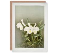 Artery8 Frederick Sander Cattleya Trianae White Orchid Blank Art Greeting Card
