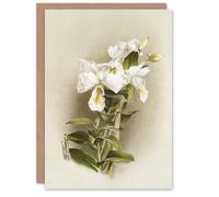 Artery8 Frederick Sander Dendrobium Formosum Orchid Flowers Art Greeting Card Artery8 Multicolor