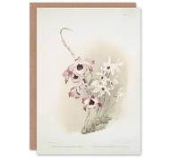 Artery8 Frederick Sander Dendrobium Venus & Cassiope Orchid Art Card Artery8 Multicolor