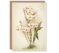 Artery8 Frederick Sander Dendrobium Wardianum Orchid Flowers Blank Art Greeting Card