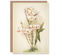 Artery8 Frederick Sander Dendrobium Wardianum Orchid Flowers Blank Art Greeting Card
