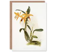 Artery8 Frederick Sander Laelia And Cattleya Orchid Hybrid Blank Art Greeting Card