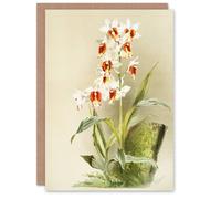 Artery8 Frederick Sander Madagascar Swamp Orchid Flowers Art Greeting Card Artery8 Multicolor