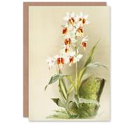Artery8 Frederick Sander Madagascar Swamp Orchid Flowers Personalised Art Greeting Card