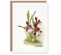 Artery8 Frederick Sander Miltonia Moreliana Orchid Flowers Blank Art Greeting Card