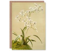 Artery8 Frederick Sander Odontoglossum Ramosissimum Orchid Blank Art Greeting Card