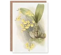 Artery8 Frederick Sander Turtle Shell Orchid Flowers Blank Art Greeting Card