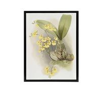 Artery8 Frederick Sander Turtle Shell Orchid Flowers Framed Canvas Art Print | Size: W18" x H24" Artery8 Multicolor W18" x H24"