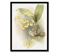 Artery8 Frederick Sander Turtle Shell Orchid Flowers Framed Wall Art Print | Size: W12" x H16" Artery8 Multicolor W12" x H16"