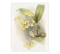 Artery8 Frederick Sander Turtle Shell Orchid Flowers Wall Art Print | Size: W24" x H32" Artery8 Multicolor W24" x H32"