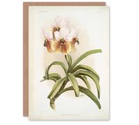 Artery8 Frederick Sander Vanda Sanderiana Orchid Flowers Art Greeting Card Artery8 Multicolor