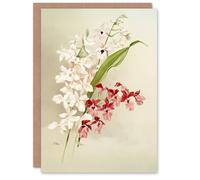 Artery8 Frederick Sander White Pink Hybrid Orchid Flowers Art Greeting Card Artery8 Multicolor