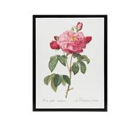 Artery8 French Rose Botanical Redoute Vintage Black Framed Canvas Wall Art in White | Size: W12" x H16" Artery8 White W12" x H16"