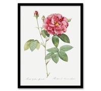 Artery8 French Rose Illustration Redoute Vintage Framed Wall Art Print in White | Size: A4 Artery8 White A4