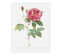 Artery8 French Rose Illustration Redoute Vintage Wall Art Print Poster in White | Size: W24" x H32" Artery8 White W24" x H32"