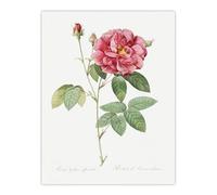 Artery8 French Rose Illustration XL Extra Large Wall Art Poster Print 24X32 Artwork By Redoute : Classic Bloom Motif Enhancing Living Room Ambiance With Heritage Floral Warmth