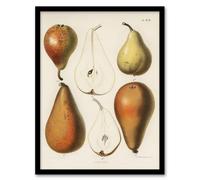 Artery8 Fresh Pears Halved Fruit Berghuis Vintage Framed Wall Art Print in White | Size: A4 Artery8 White A4