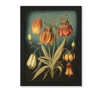 Artery8 Fritillaria Flower Plant Ernst Haeckel Inspired Plant Study Modern Watercolour Painting Illustration Artwork Framed Wall Art Print 18X24 Inch