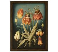 Artery8 Fritillaria Flower Plant Ernst Haeckel Inspired Plant Study Modern Watercolour Painting Illustration Artwork Framed A3 Wall Art Print