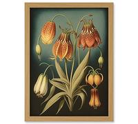 Artery8 Fritillaria Flower Plant Ernst Haeckel Inspired Plant Study Modern Watercolour Painting Illustration Artwork Framed Wall Art Print A4